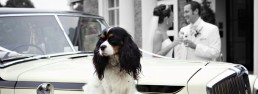 Pet Sitting Service